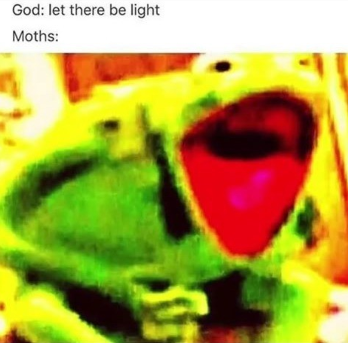 Moths existed before the universe
