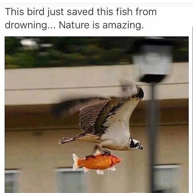 birds are nice