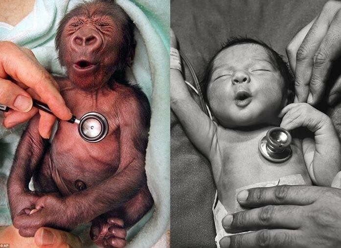 A baby gorilla and a baby human reacting to a cold stethoscope.