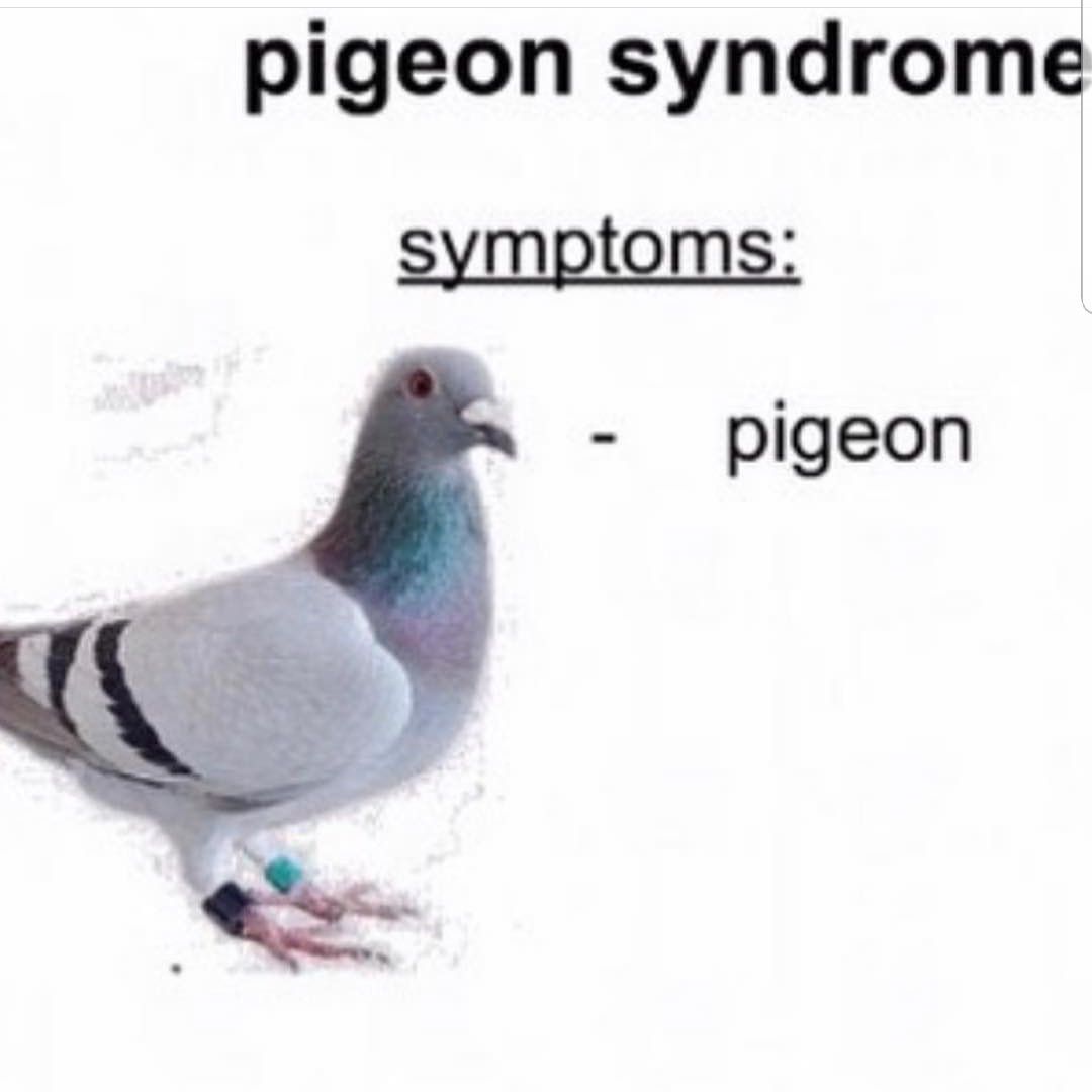 I diagnose you with pigeon