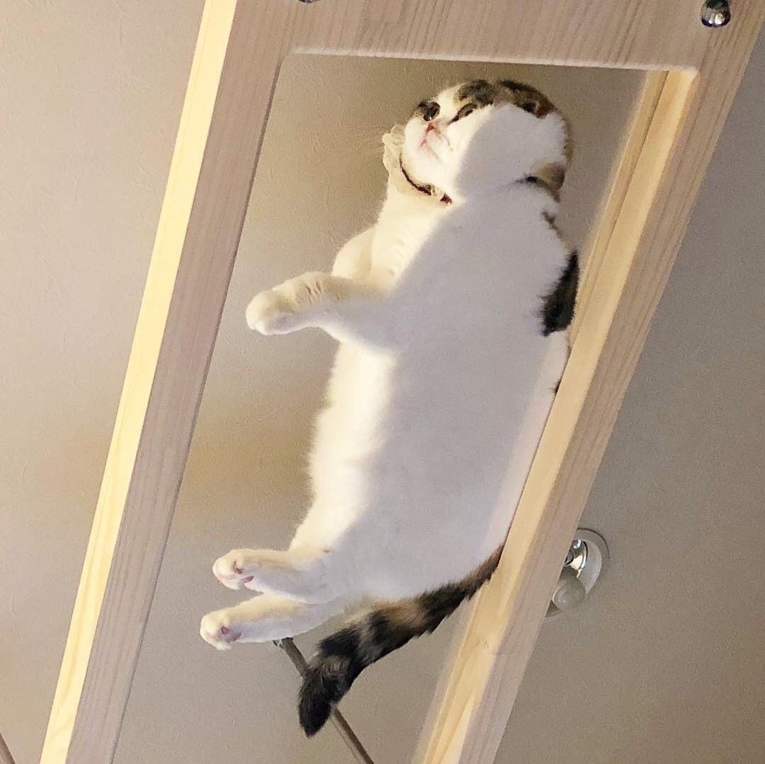 Just a cat chilling on glass