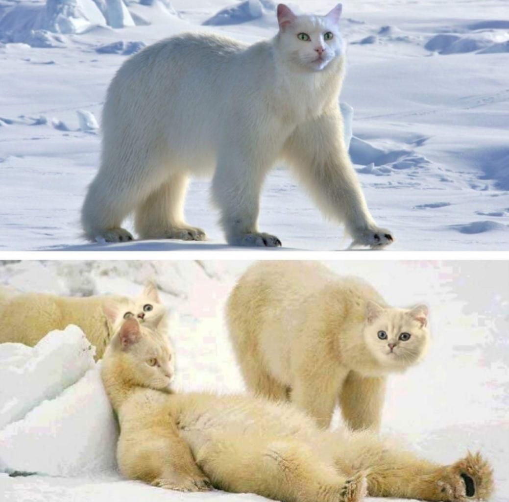 Lemme introduce you Polar cats