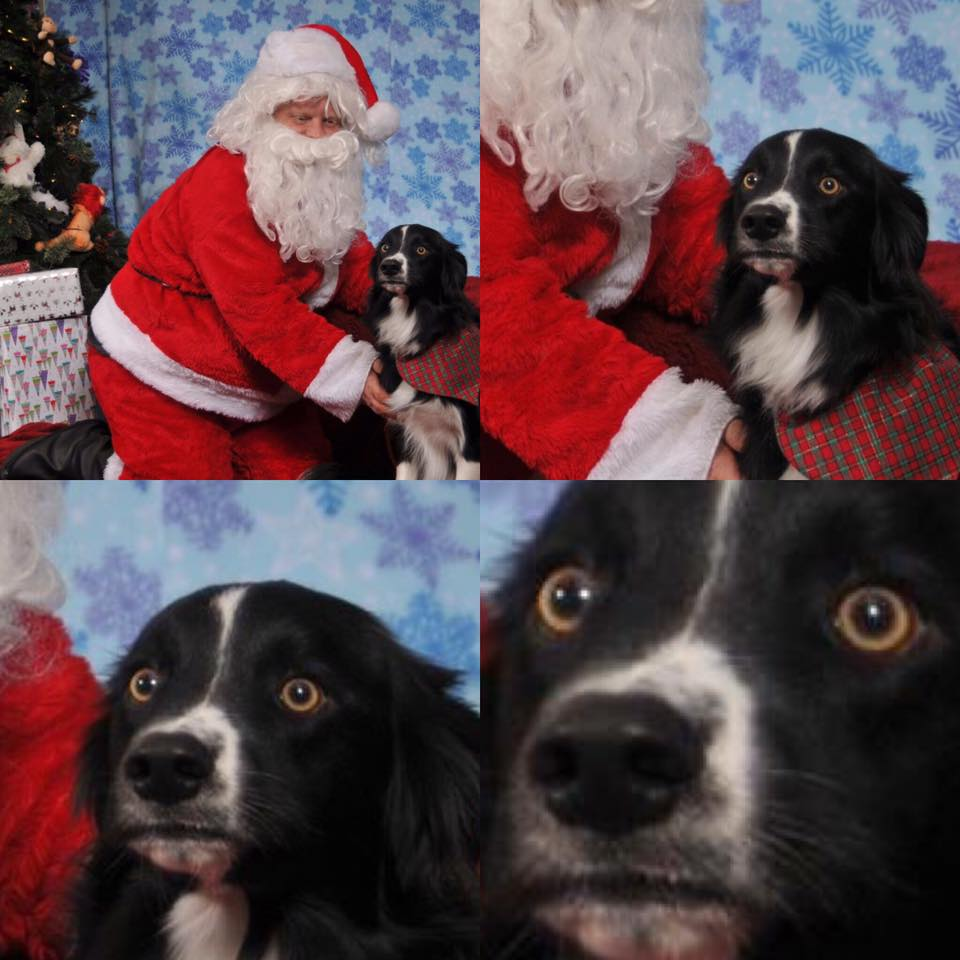 So, my dog met Santa Claus