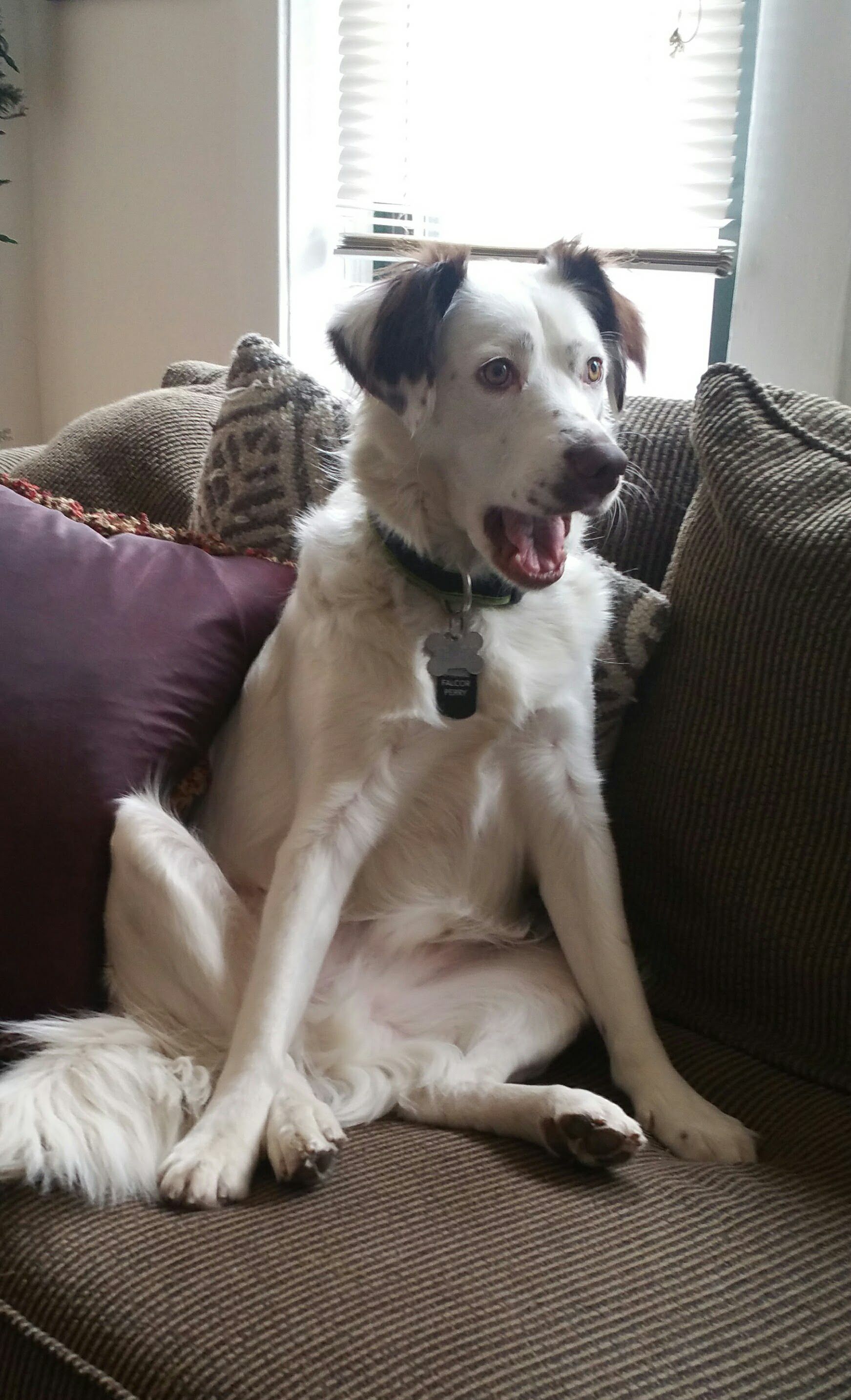 I adopted my dog. But he didn't know that. This is his reaction when I finally came clean.