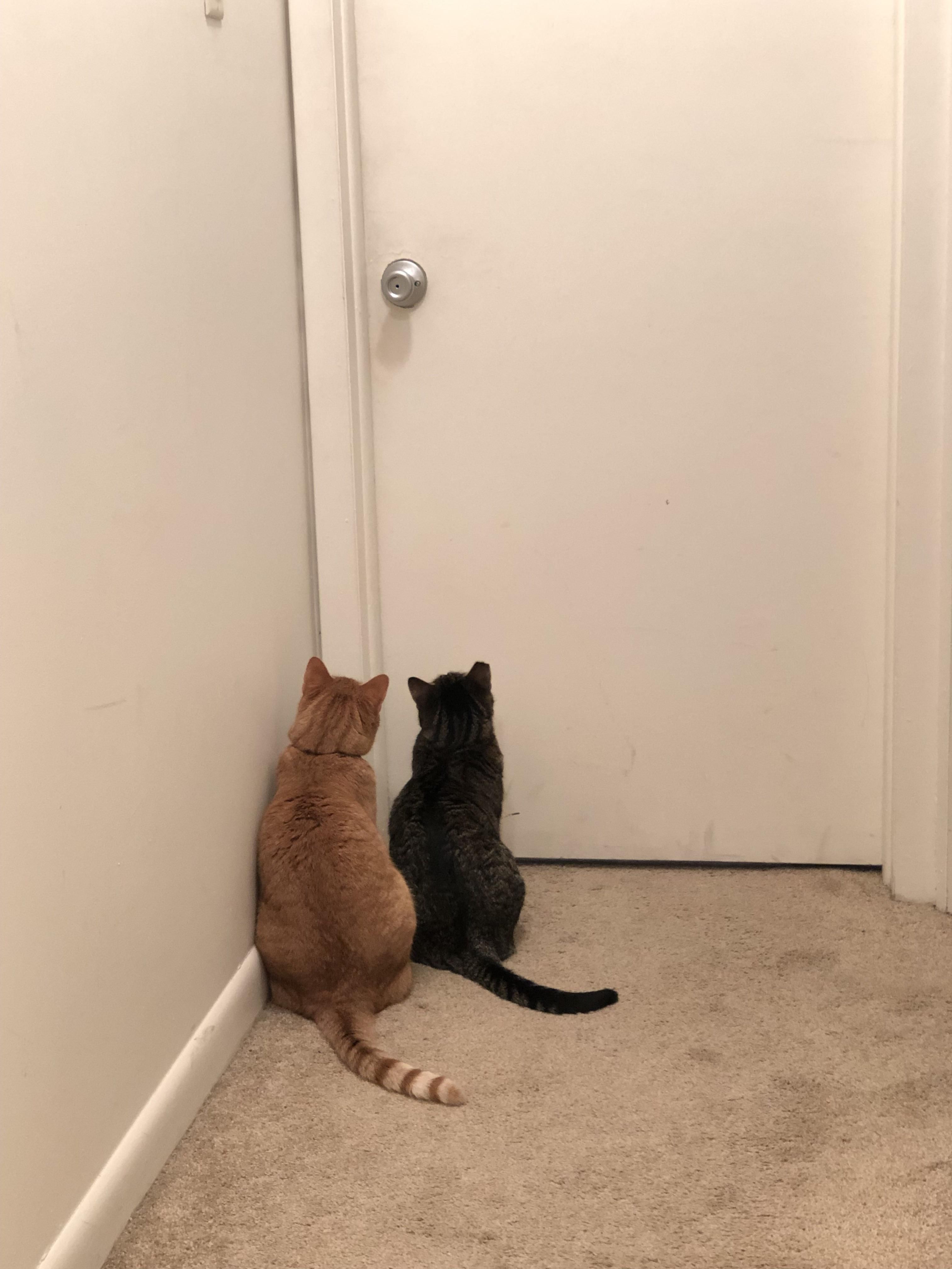 Открой дверь я жду. Кот встречает хозяина. Кот ждет хозяина. Дверь для кота. Кот встречает хозяина с работы.