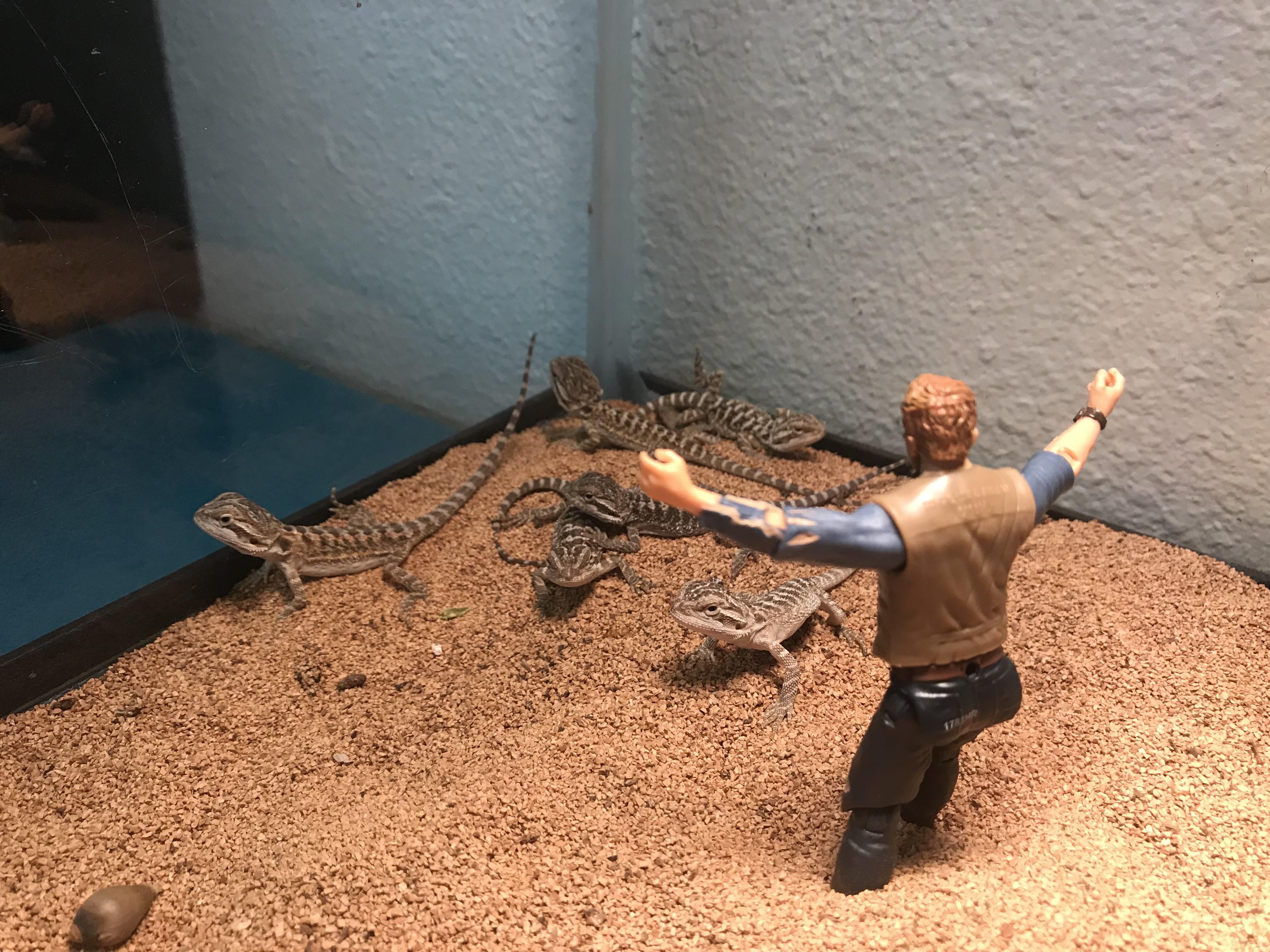 I hired a trainer for my newly-hatched bearded dragons.