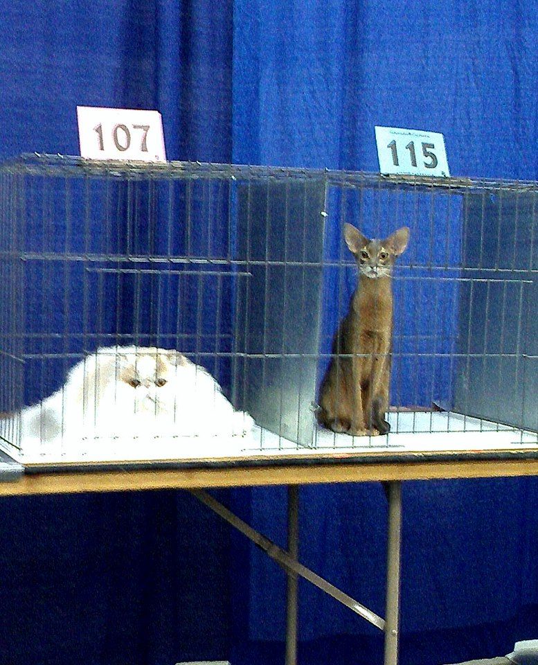 Tall cat vs. Pile-O-cat