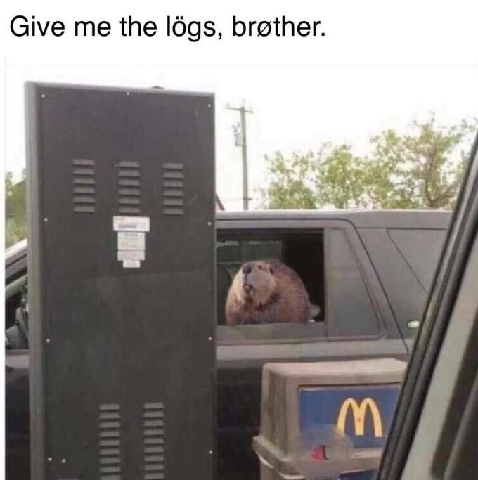 Beaver memes bröther