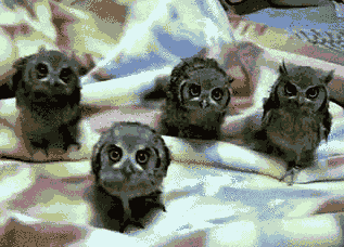 Oh no you didn't, owl version