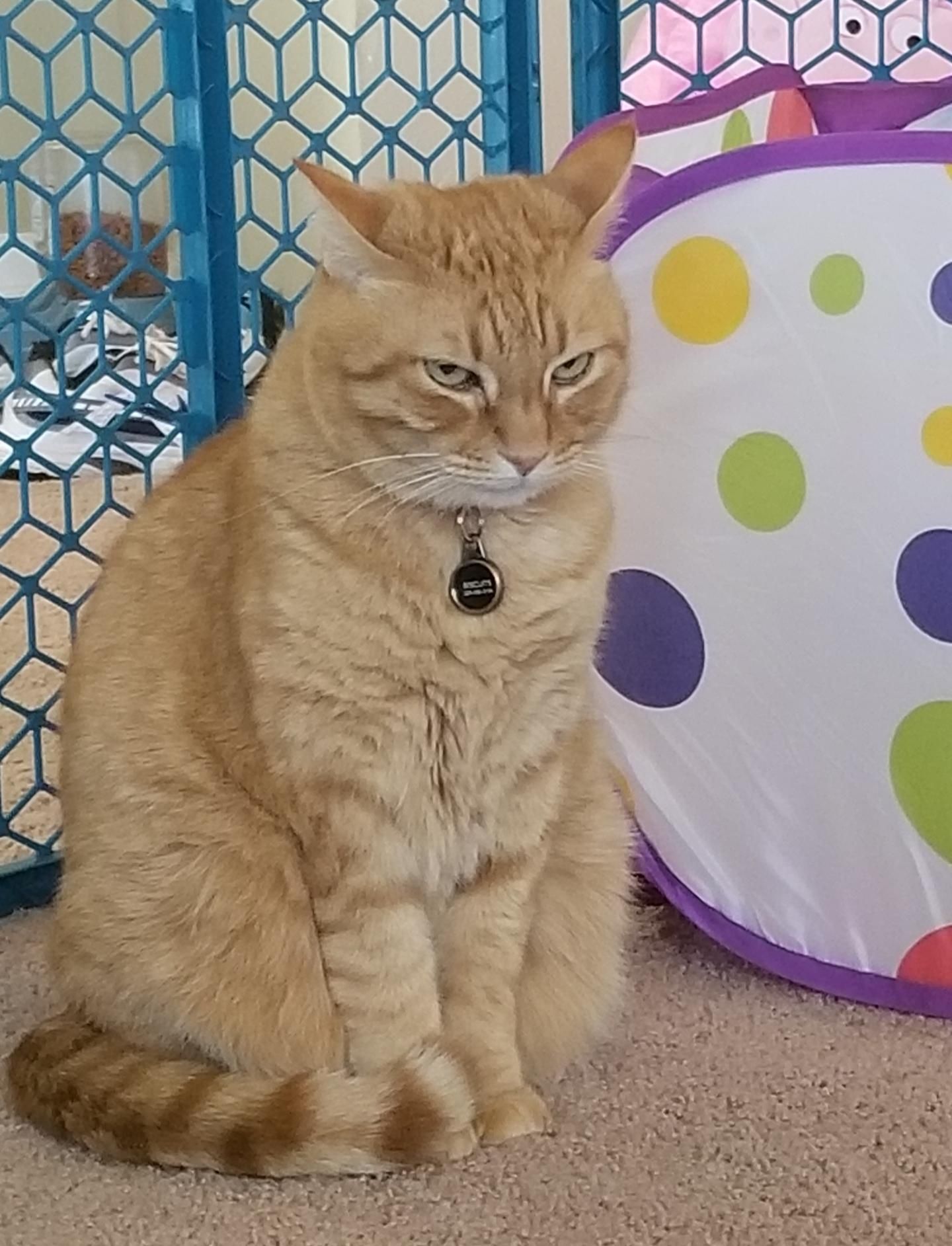 Told my cat not to get in my daughter's play tent. He sat like this for the next 20 minutes.