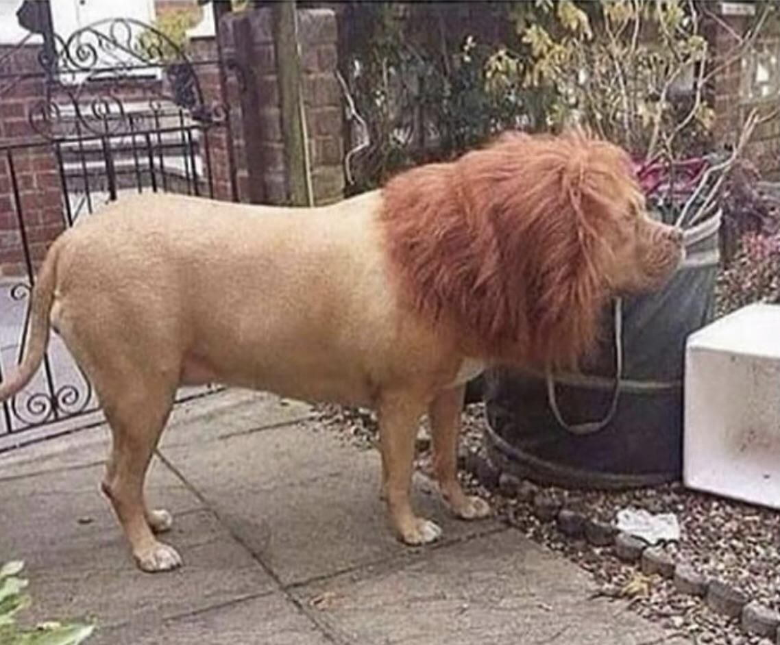 Put a wig on a dog a scare the bejeezus out of the postman