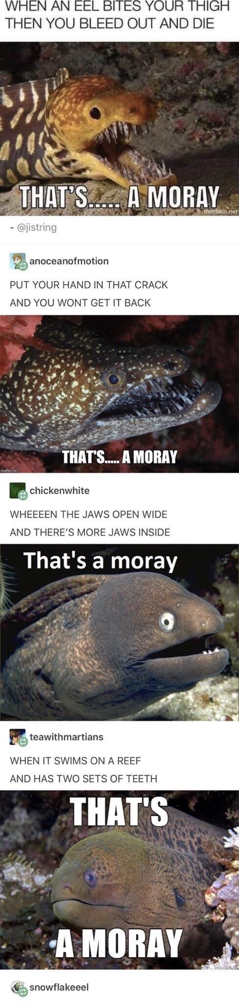 That’s a Moray