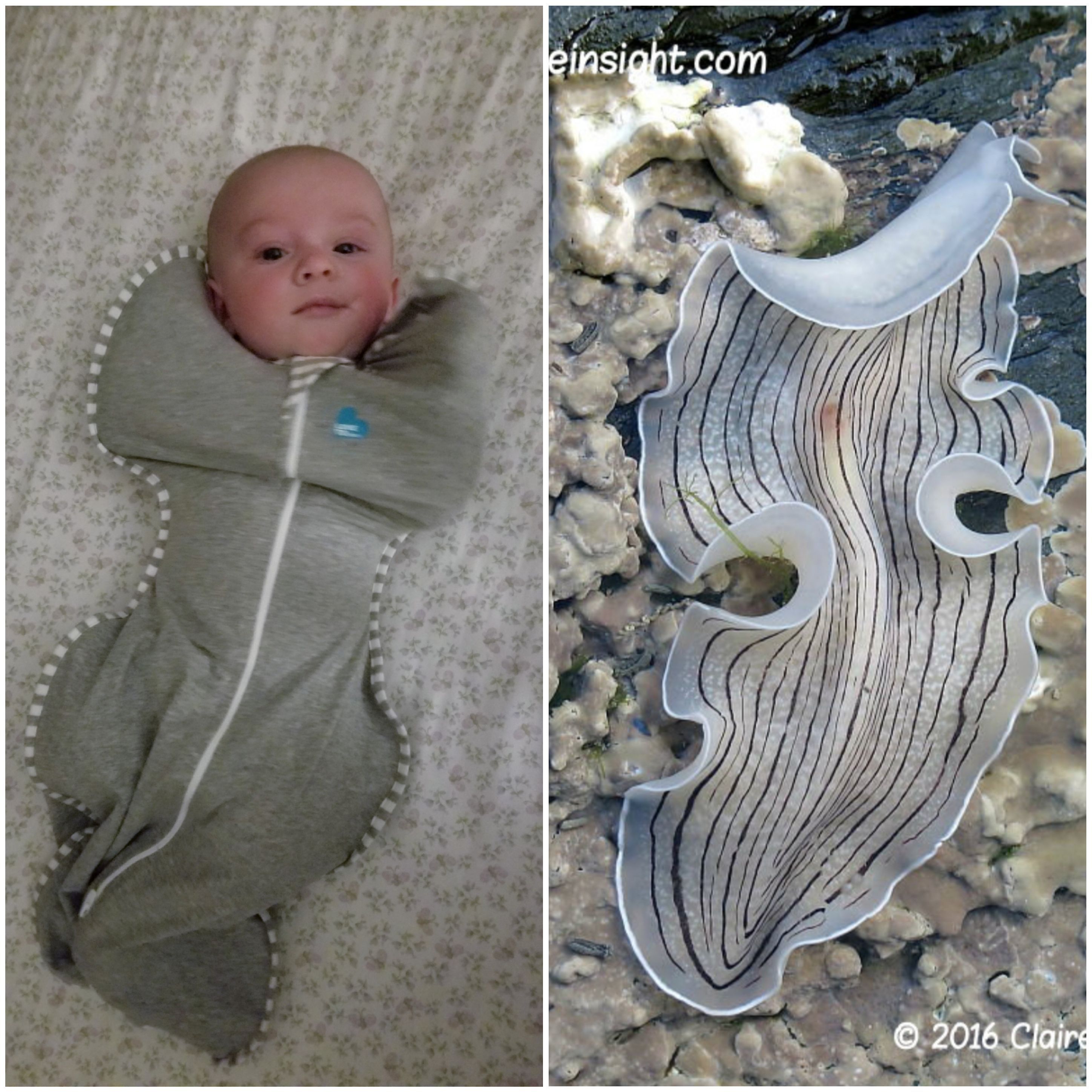 My son's new swaddle looks like a flatworm. His name is Atlas so I'm calling him Flatlas now.