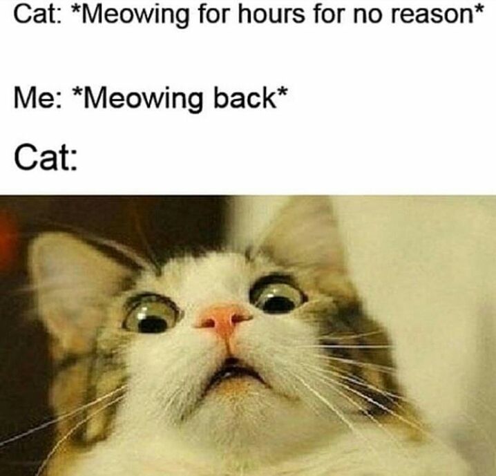 meow meow mf