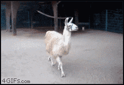 B*tch I'm fabulous