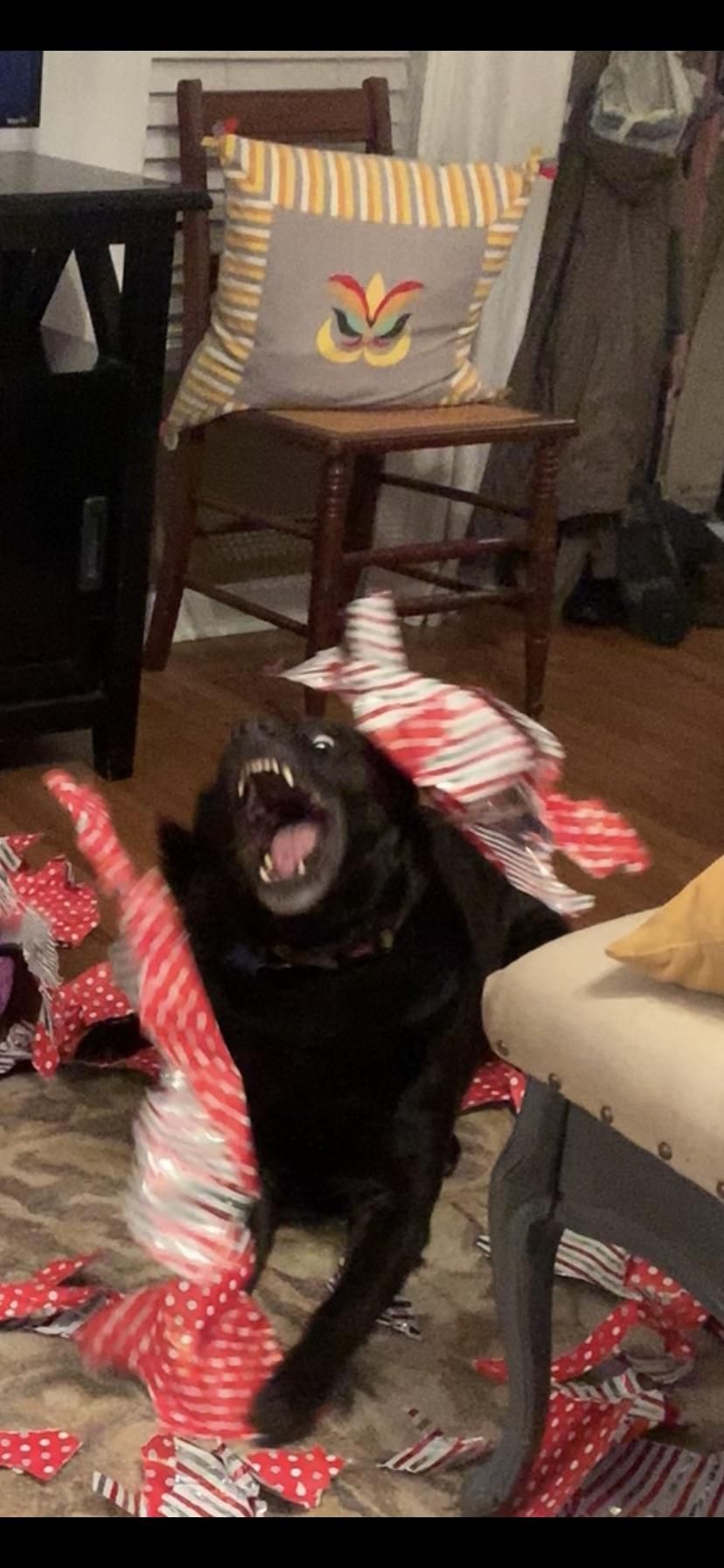 How my dog opens her Christmas presents