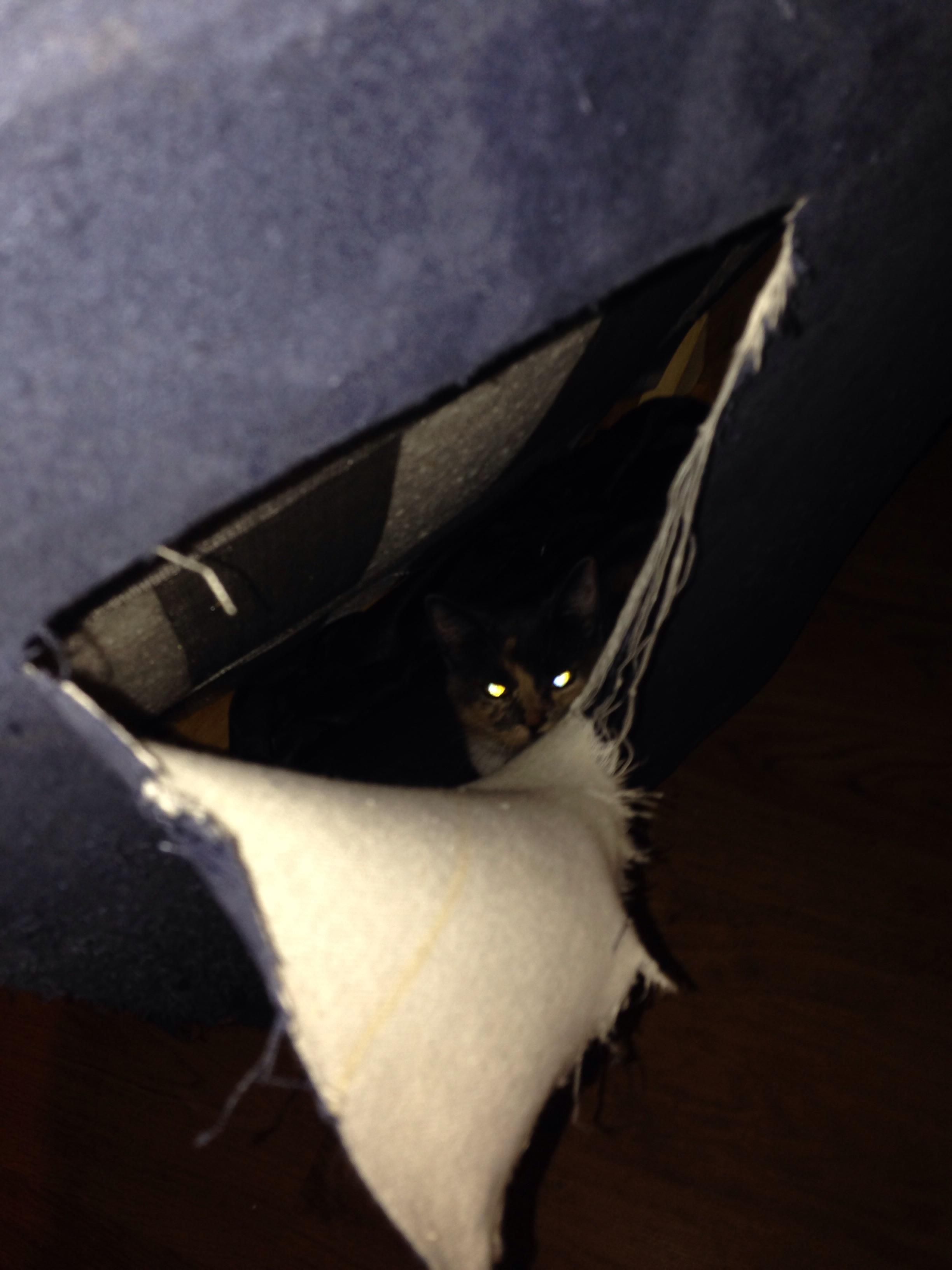 Bought a couch from Craigslist, heard noises coming from it after bringing it home. Cut it open and found a cat