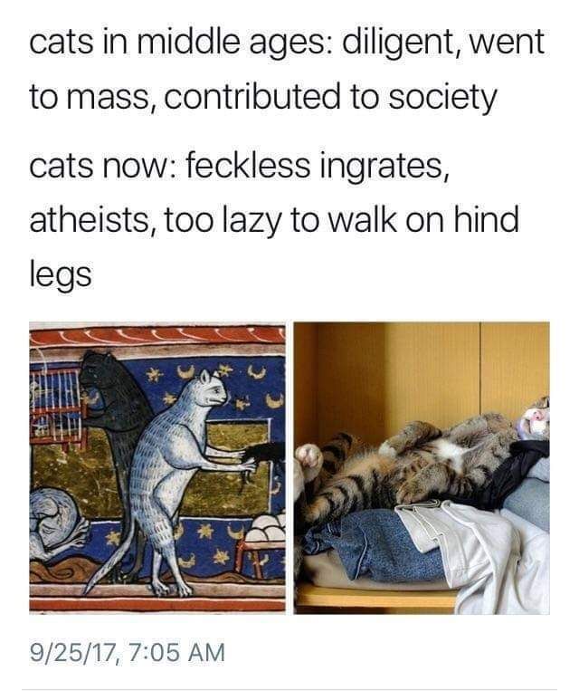 Cats used to go to mass