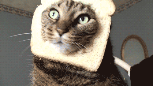 Cat sammich [Sorry if repost]