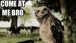 Come at me bro