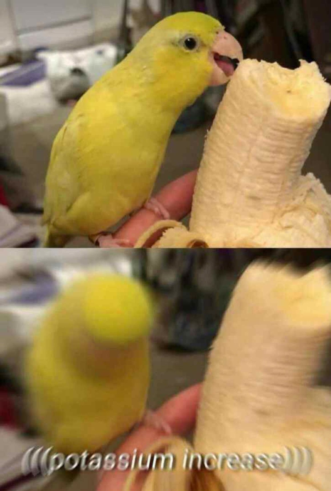 Potassium is radioactive