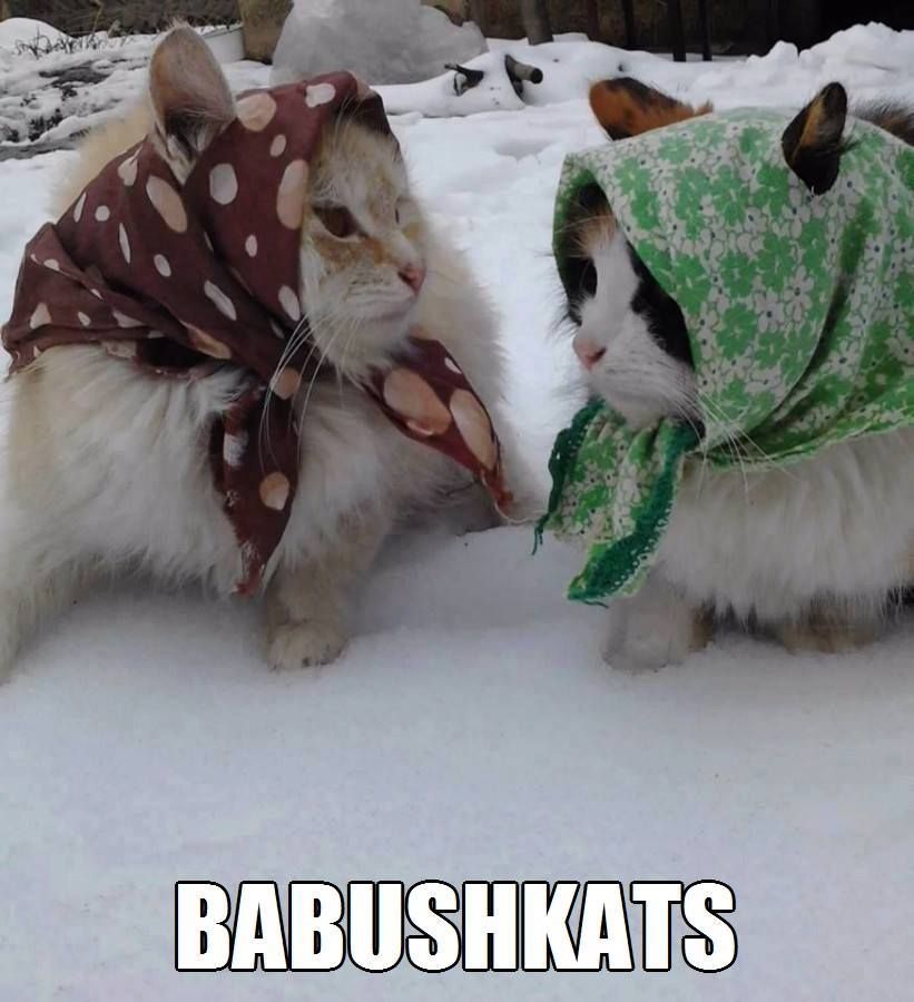 Russian cats