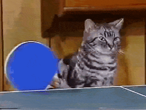 Infinite cat ping pong
