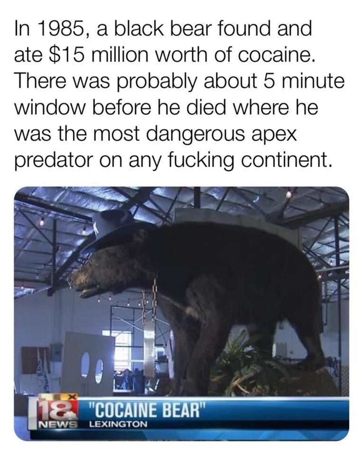 Bear is go fast