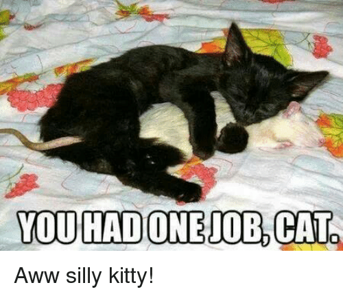 Aww silly kitty!