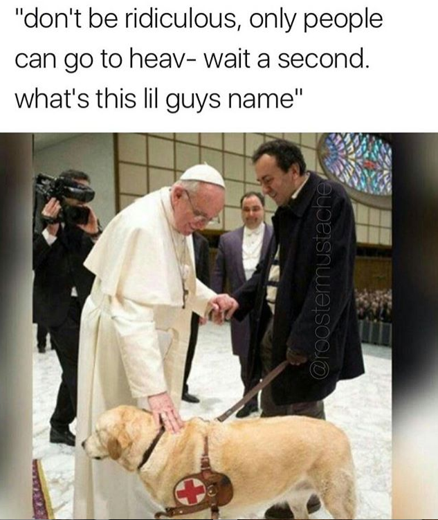 Doggo looks nice