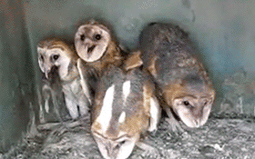 Owls on bath salts, crazy sh*t