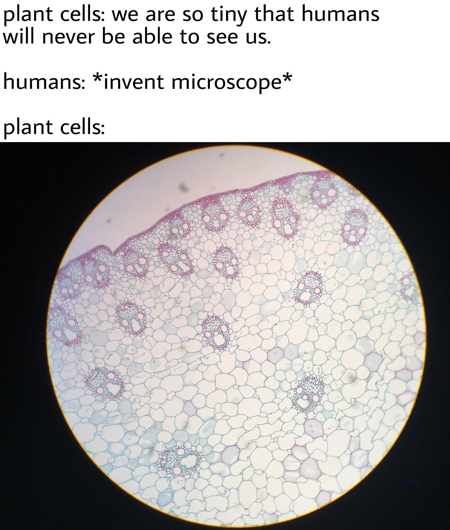 The plant cells.