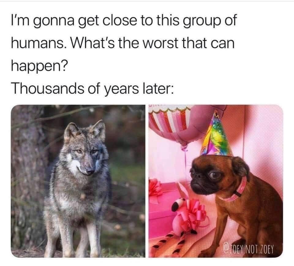 W-oof