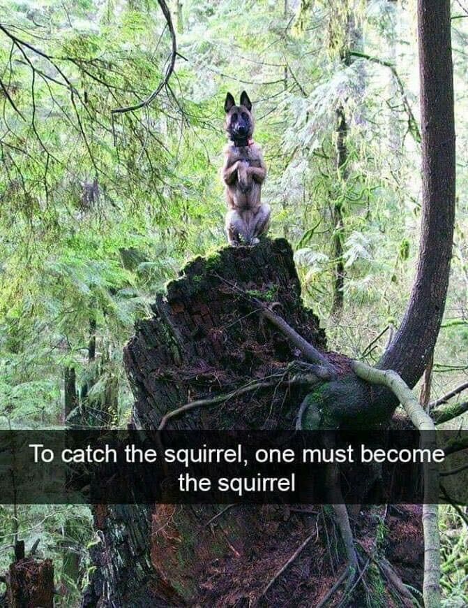 Squirrely dog