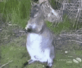 Douchebag bird, I feel sad for the kangaroo