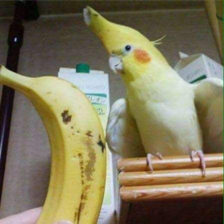 The banana parrot has fallen for the decoy