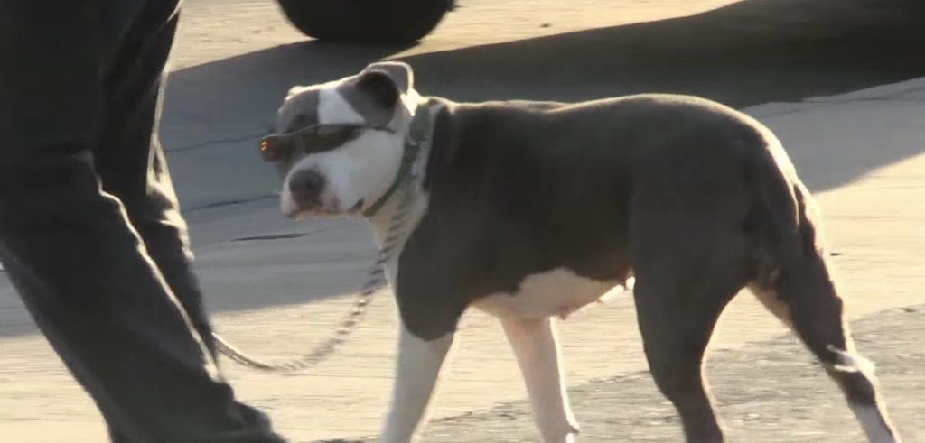 The cooler doggo