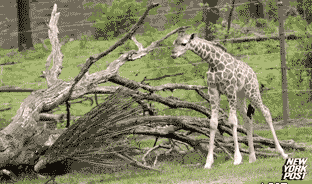Giraffe scared by pea***