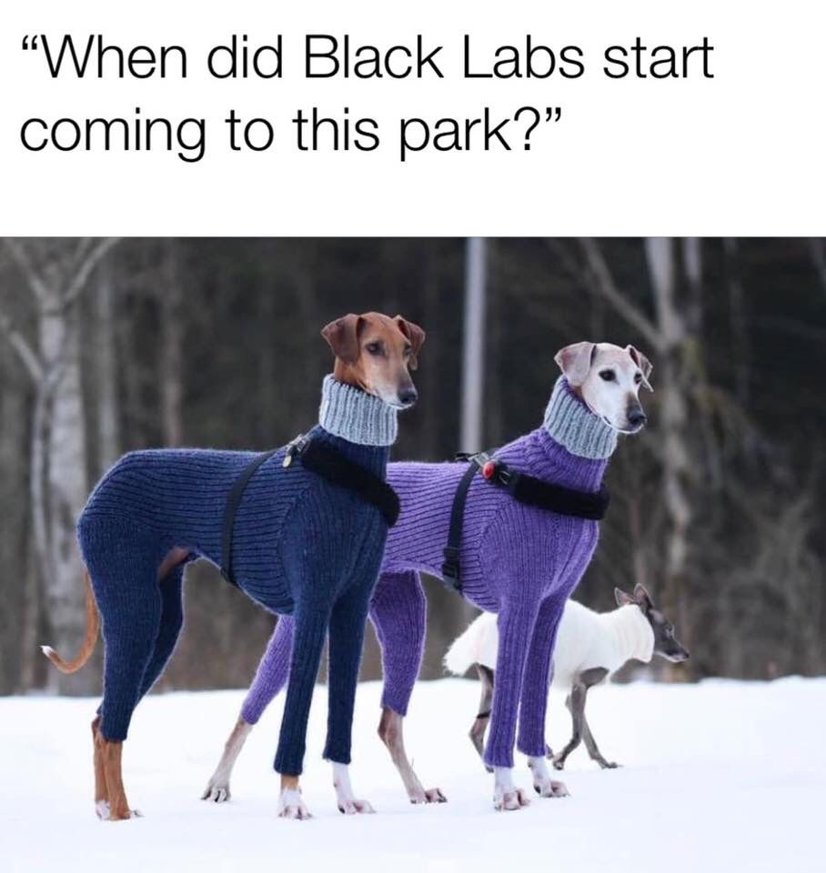 The dog park is really going downhill.
