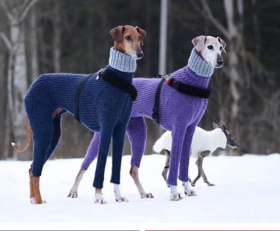 These dogs look like they are the villains in a movie where a golden retriever wins a snowboarding tournament