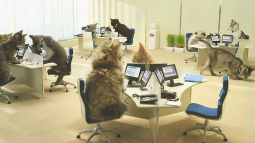 Cat Tech Support