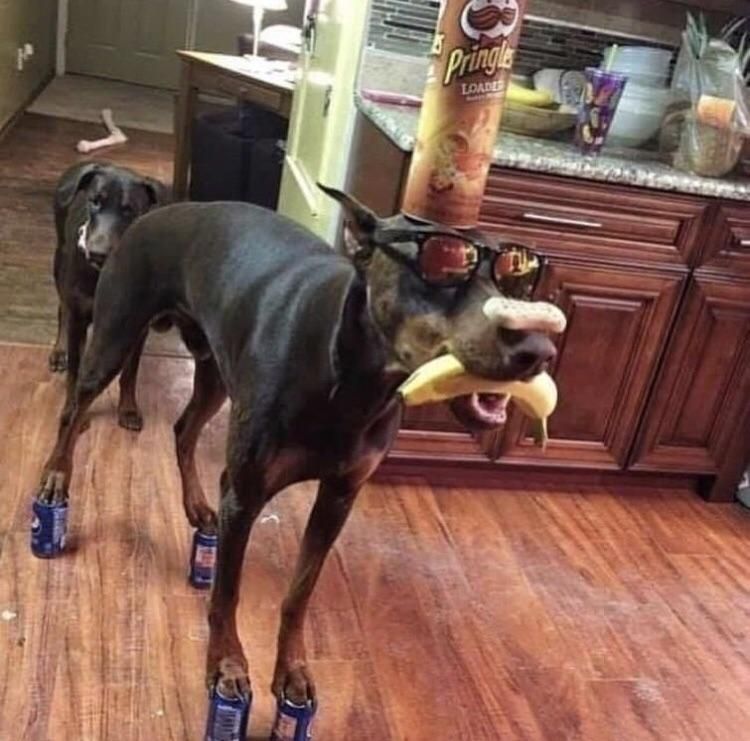 This is the cool doggo of coolness, comment "hello cool doggo" to receive low temperatures