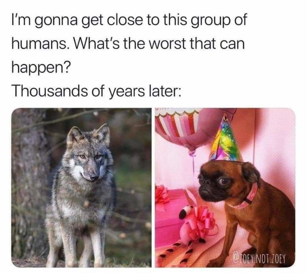 evolution