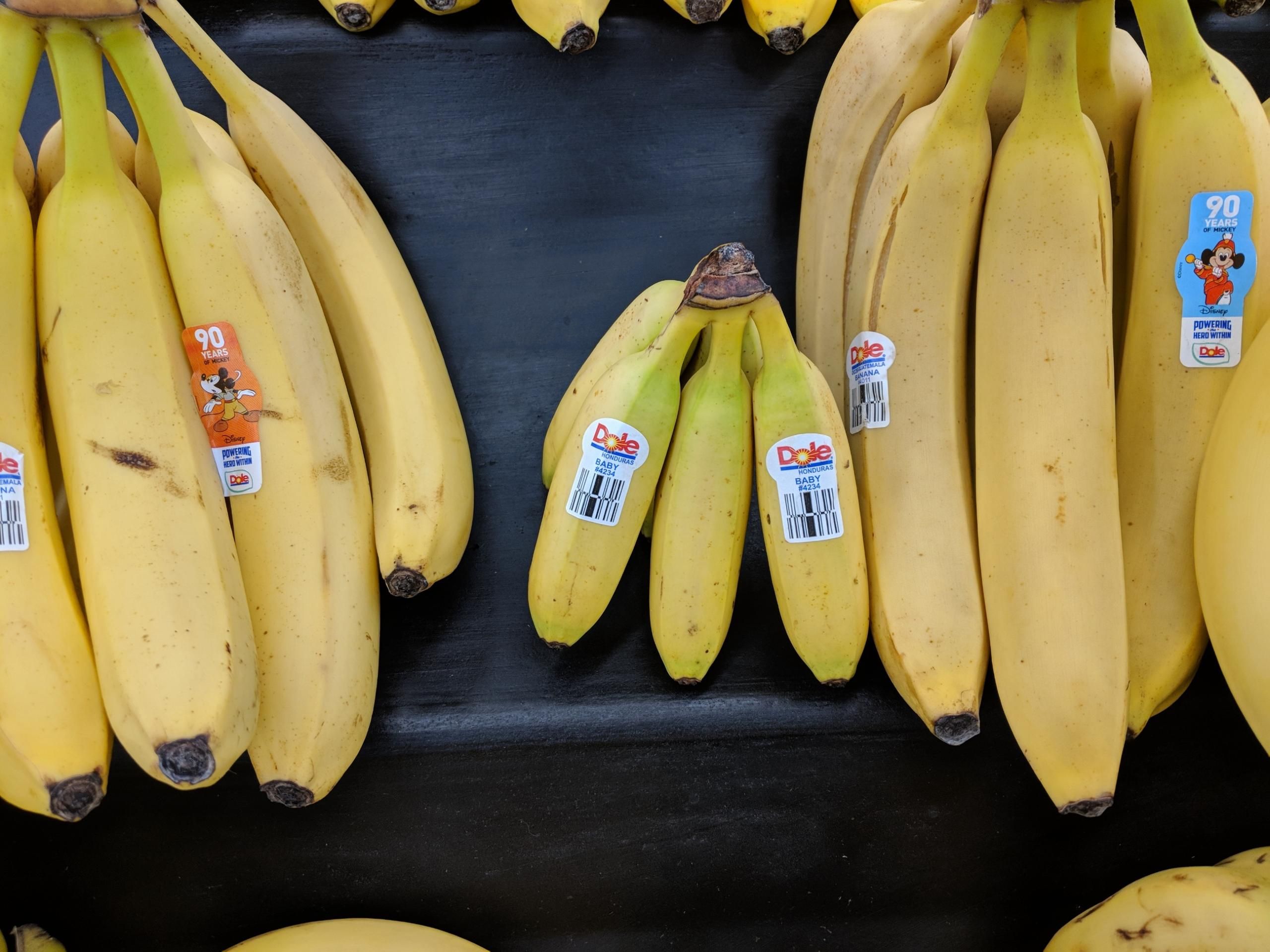 Found some small bananas. Bananas for scale.