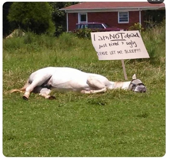 People are stupid.... Horses sleep too....