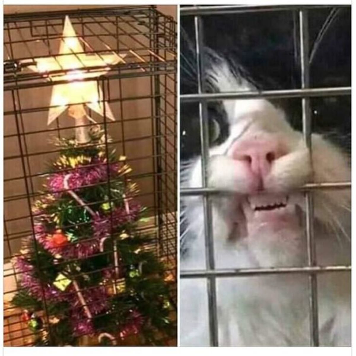 Merry Christmas ya filthy animal