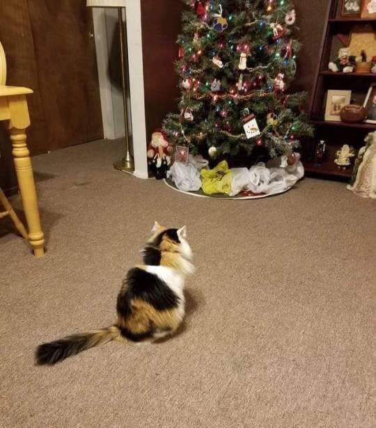 Cat likes Christmas tree but hates plastic so
