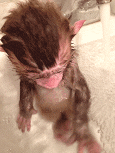Baby monkey gets a bath
