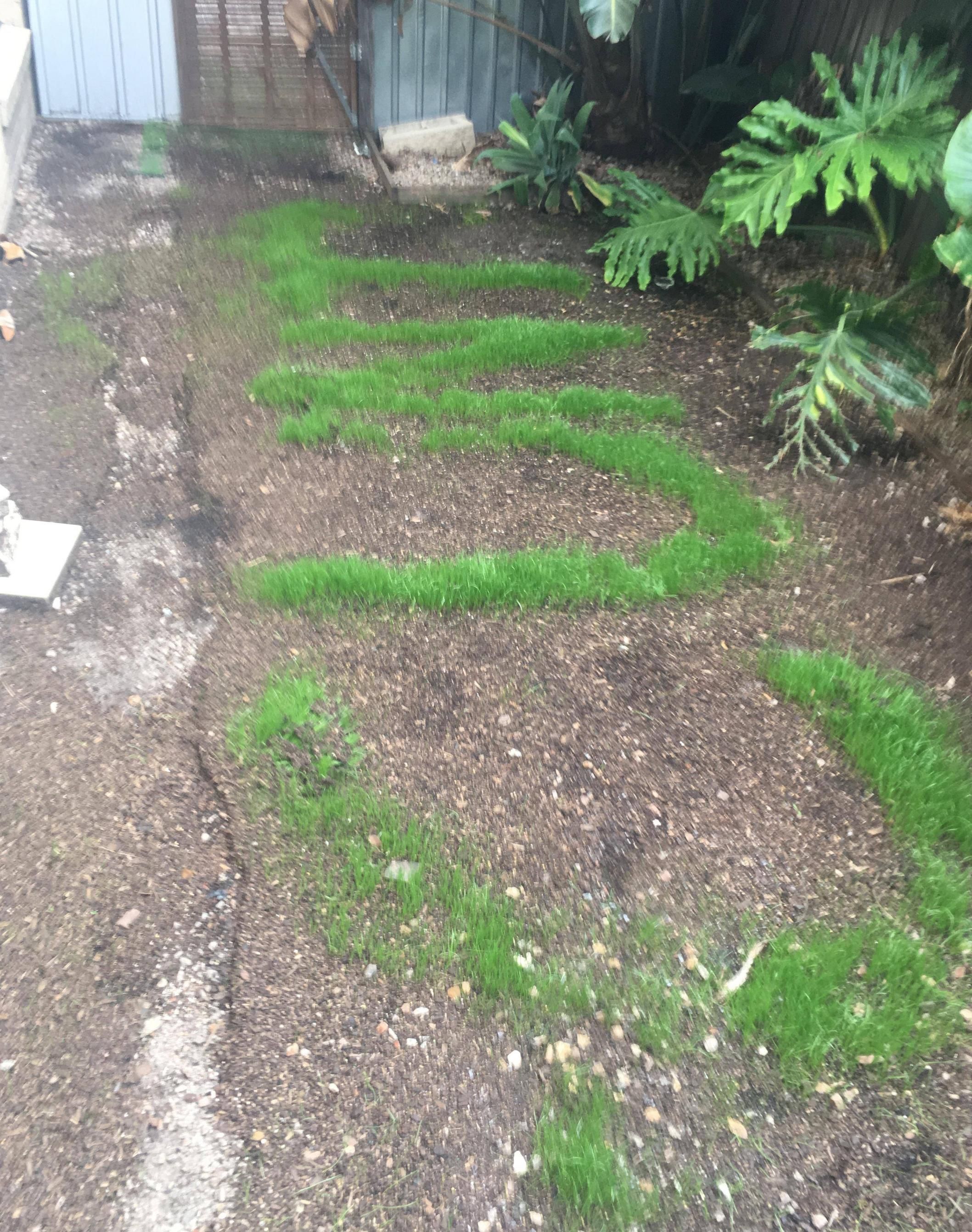 My uncle's real estate agency sold a property a few months ago where the seller and buyer got in a disagreement over a chicken coop that had to be removed and replanted with grass. It just grew in.