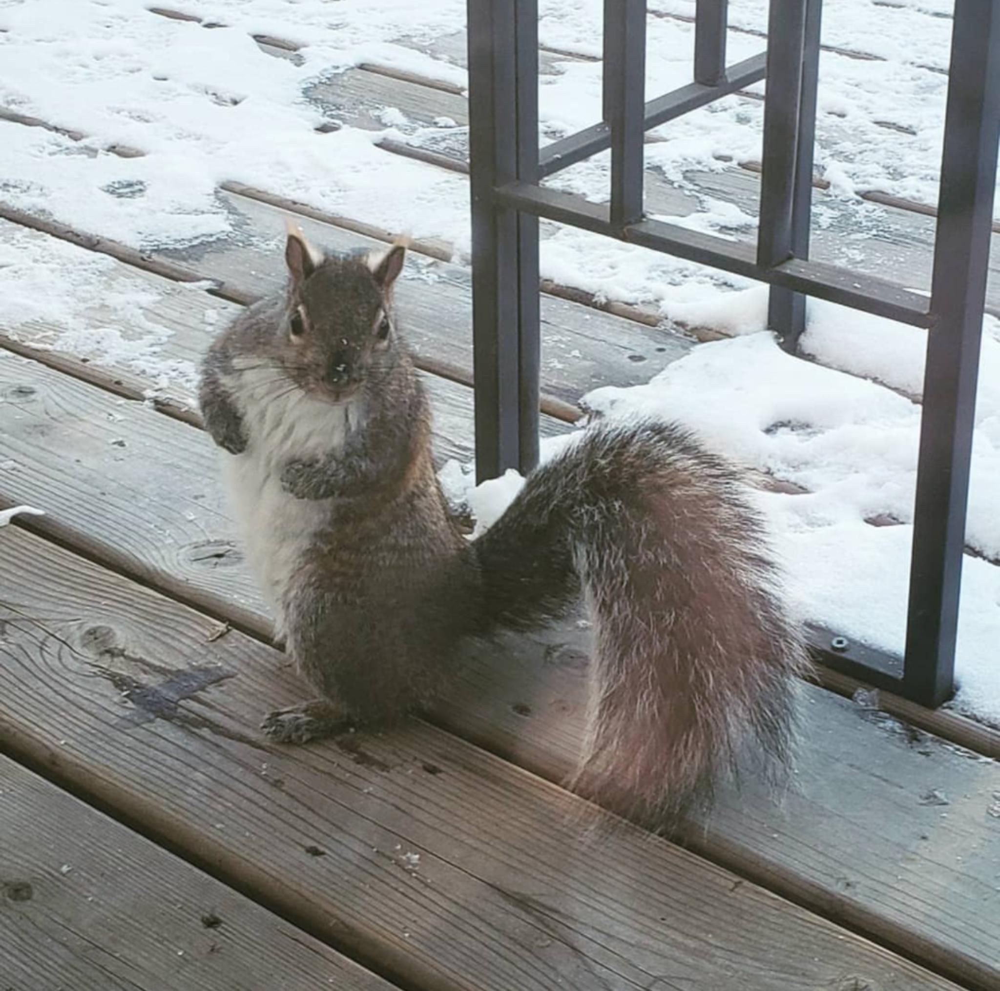 The size of this squirrel my dad has been feeding. Absolute unit.